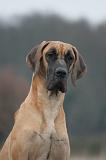 DOGUE ALLEMAND 745